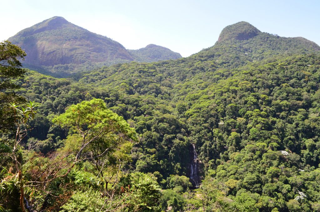 Imagem para ilustrar a floresta da Tijuca, um exemplo bem-sucedido de restauração florestal